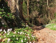 Festa di fiori sui sentieri per il Monte Ubione-19mar24